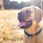 Collari addestramento cani: cosa sono, tipologie, pro e contro, come si usano